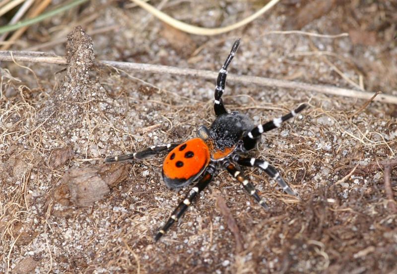 Eresus_sandaliatus_D3030_Z_81_NP De Hoge Veluwe_Nederland.jpg